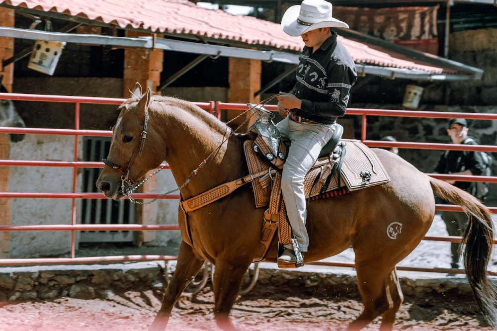 Choosing the Right Horse Saddles A Comprehensive Guide